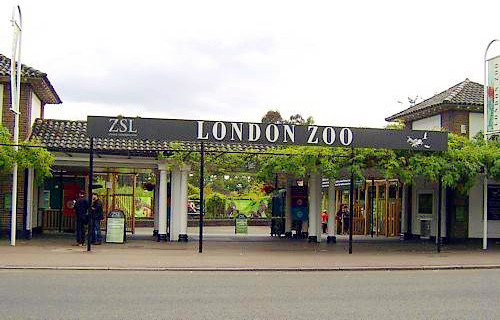 伦敦动物园（ZSL London Zoo）图集