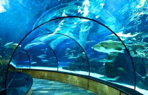 伦敦水族馆（Sea Life London Aquarium）图集